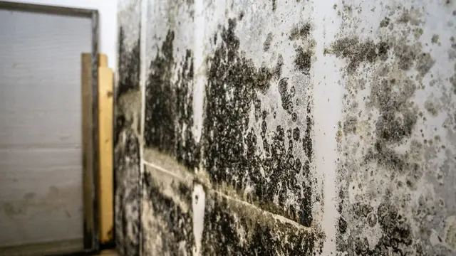 Dark mold growth on a basement wall beside a door frame