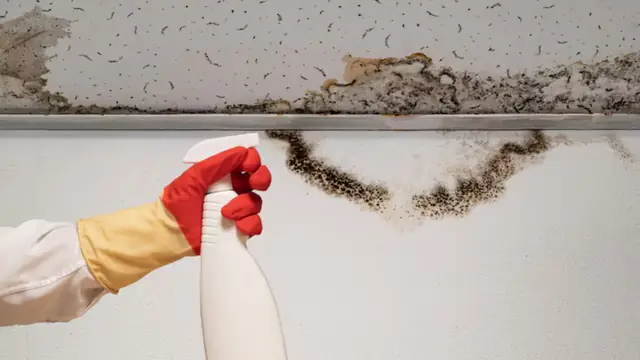 Gloved hand holding a spray bottle beside black mold along a ceiling edge