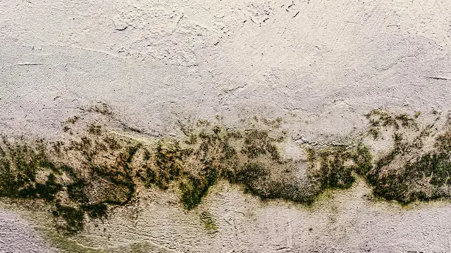 Green and black mold line along the top of a wall