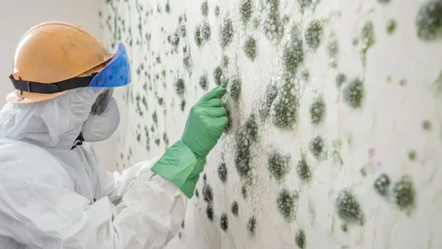 Person in protective gear with green mold spots on a wall